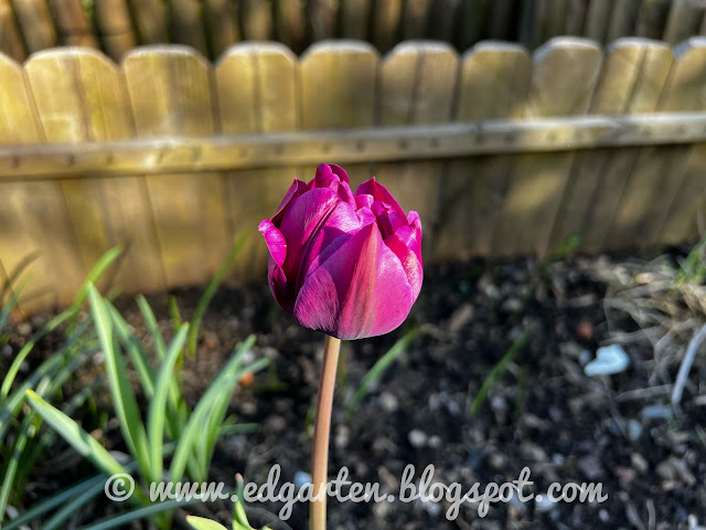Tulpe violett