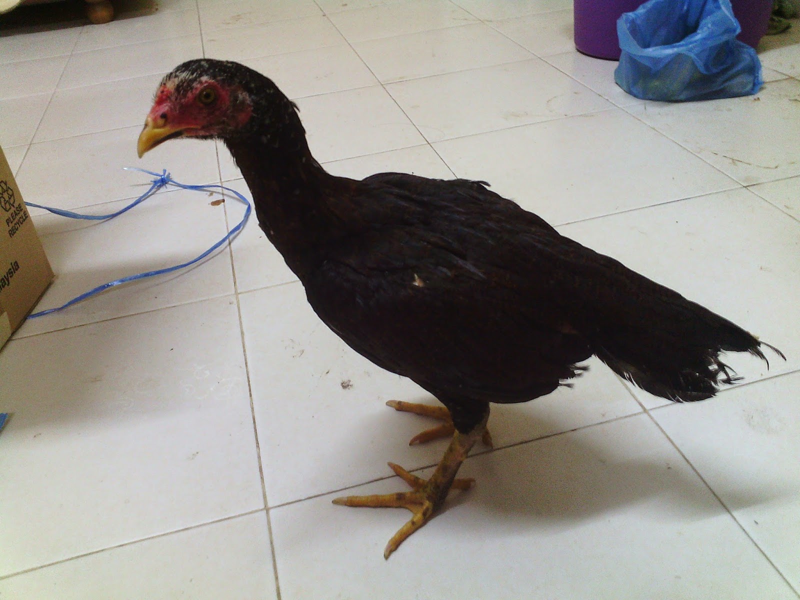 Pembiak Ayam Sabung Siam, Vietnam, Madagaskar dan Filipina 