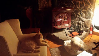 Cat sitting in chair and dog on the floor near woodstove