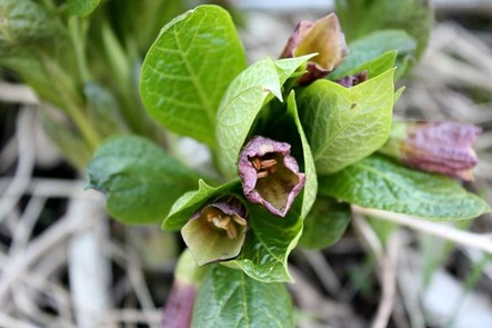 blomst[1]
