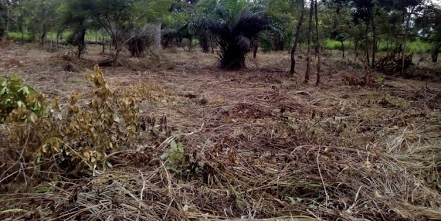 Land For Sale At Ejisu