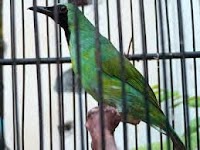 Tips Cara Merawat Burung Cucak Hijau Agar Rajin Bunyi Gacor