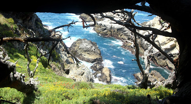 Point Lobos State Reserve, Cypress Trail, Headland Cove, Cypress Cove