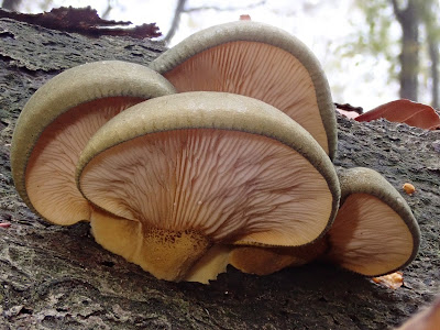  łycznik późny (Panellus serotinus) 