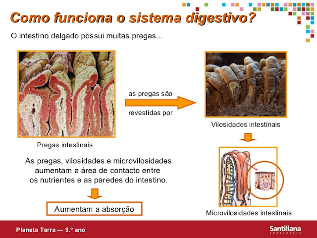 COMO FUNCIONA O SISTEMA DIGESTIVO