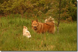 IMG_4292 copy