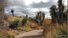 Desert museum_261_thumb