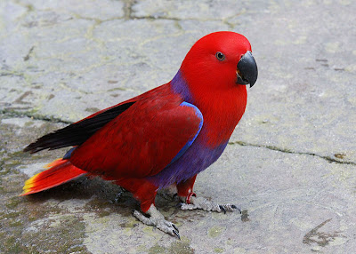 Colorful pet bird Eclectus Parrot