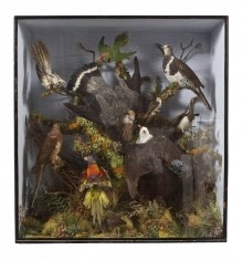 http://www.osullivanantiques.com/index.php/component/virtuemart/miscellaneous-items/9348-19th-century-case-of-exotic-birds-detail?Itemid=0