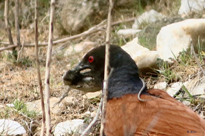 Greater Coucal  with prey