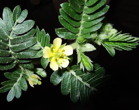 Tribulus terrestris