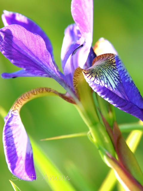 Iris sanguinea