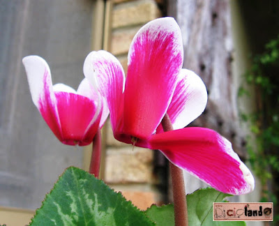 fiore Ciclamino Riciclando