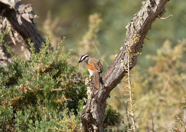 Black-crowned Tchagra - Souss Massa National Park, Morocco