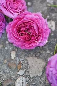 trandafir roz de gradina  cel mai frumos parfum