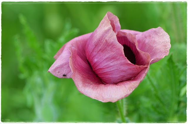 Coquelicot fleur sauvage