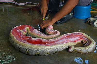 Handbags Manufacturing Process By Snakes, Crocodail's And Other Animals Lather's