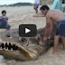 Shooting with Strange Big Animal 
