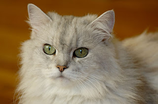 Kucing Persia Chinchilla longhair