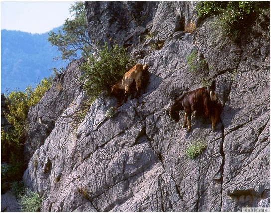 Lihat kambing panjat gunung