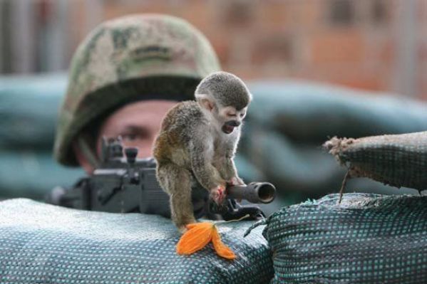 All Wallpapers Funny Animals With Guns Shooting