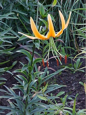 Лилия Росторна (Lilium rosthornii)