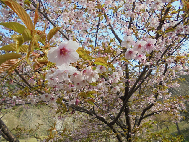 カワヅザクラが満開でした