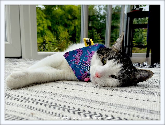 The BBHQ Midweek News Round-Up ©BionicBasil® Melvyn Modelling This Weeks Top Pick Bandana - Luscious Leopards