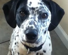 Beaglemation (Beagle Dalmatian mix) Temperament, Size, Adoption, Lifespan