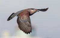 Canon EOS 7D Mark II Gallery Speckled Pigeon in flight at Woodbridge Island Vernon Chalmers Photography