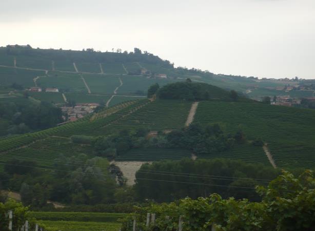 vigneti langhe