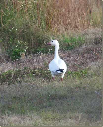 100_5727crop