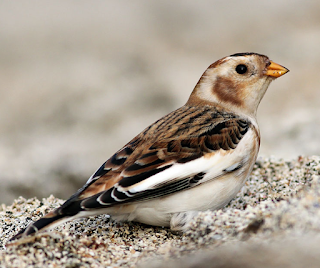 Snow bunting song mp3