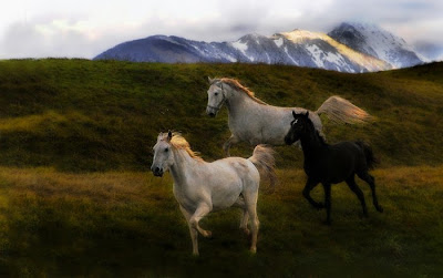 Fotos de Cavalos