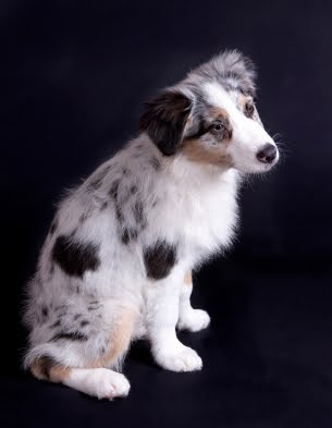 Perro Pastor Australiano