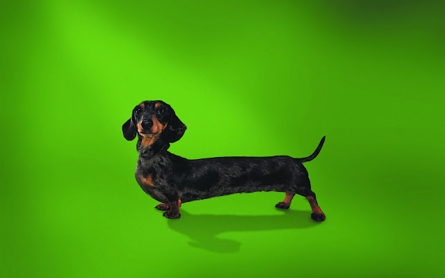 dachshund, model wallpaper, funny wallpaper