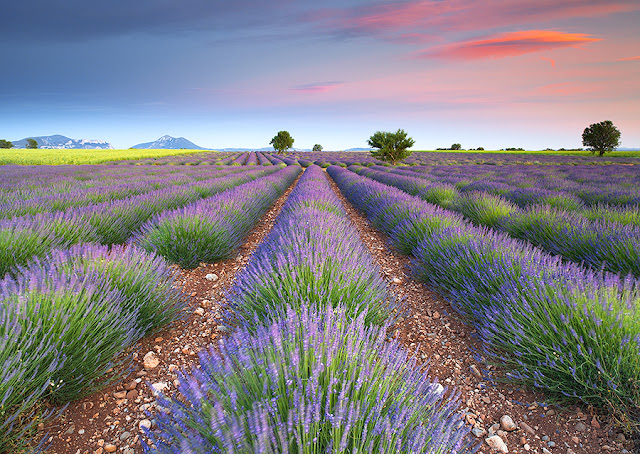 Indahnya Lavender serta kegunaannya....!!! - http://poerwalaksana.blogspot.com/