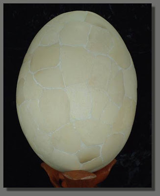 Amazing Egg of an Aepyornis Maximus from Madagascar, Extinct Elephant Bird