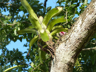 Flore épiphyte du Panama