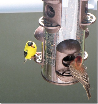 goldfinchhousefinch3