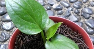 TANAMAN LANGKA: Anthurium Jenmanii