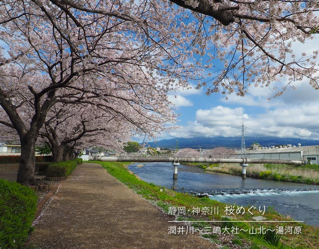 潤井川の桜並木