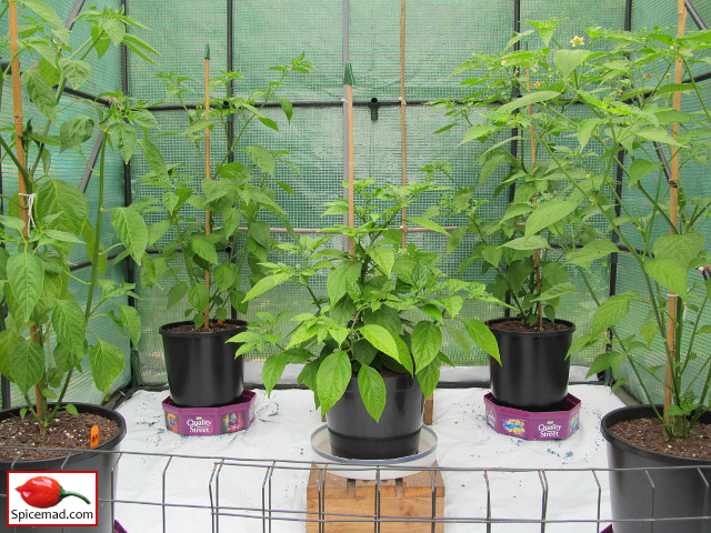 Chilli Plants in the Greenhouse - 1st July 2021