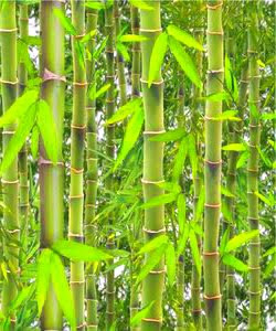 Cara Menebang Memotong dan Mengolah Bambu  Arafuru