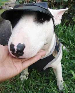 Bull Terrier Soldier Gallory : น้องหมา ในชุด ทหาร ออกศึก