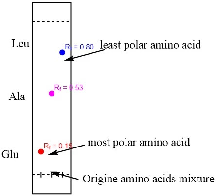 Separation of amino acids using paper chromatography and TLC