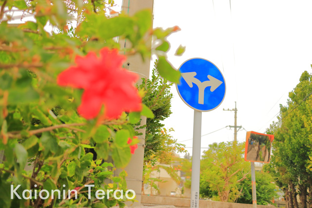 Right and left まんなかも 沖縄県恩納村