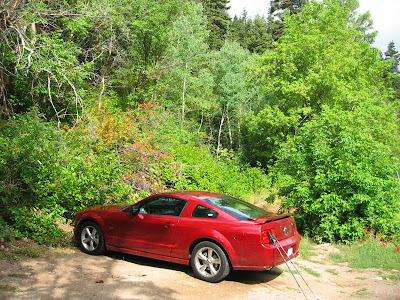 Mustang at Trailhead