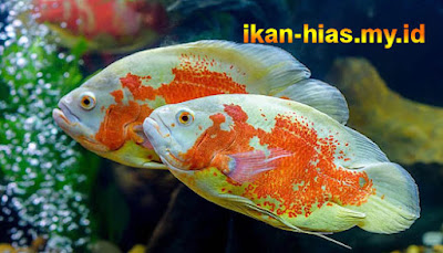 Beberapa ikan hias air tawar di Indonesia