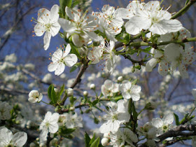 nowruz navruz spring celebrations uzbekistan